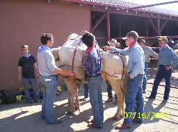 Learning to load pack horse.